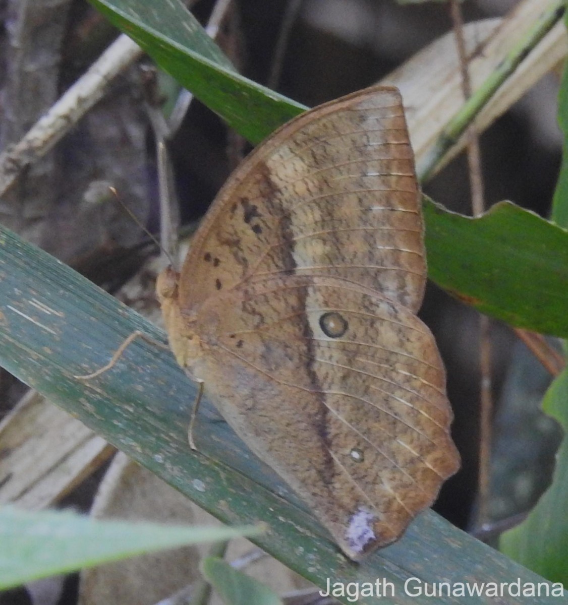 Discophora lepida Moore, 1857